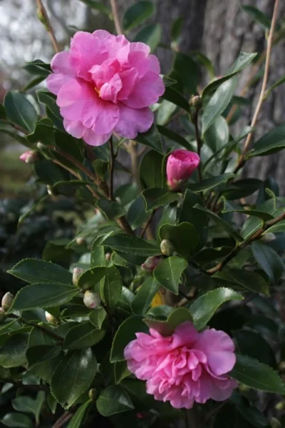 Showa No Sakae Dwarf Camellia Sasanqua - 1 Gallon Pot 10 Showa No Sakae Dwarf Camellia Sasanqua - 1 Gallon Pot -Chaste Tree World Camellia Showa No Sakae 12