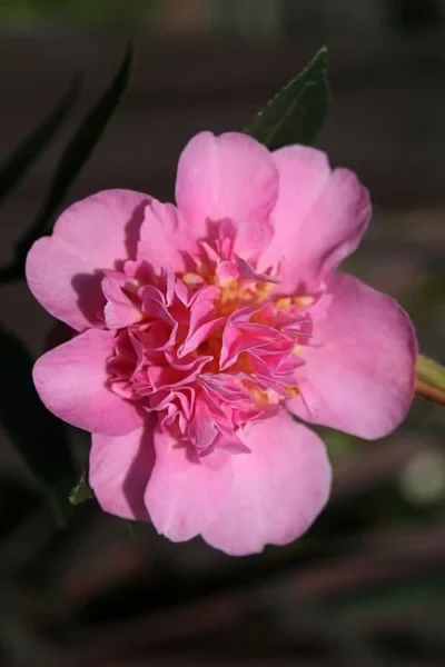 Showa No Sakae Dwarf Camellia Sasanqua - 3 Gallon Pot -Chaste Tree World Camellia Showa No Sakae 13 1