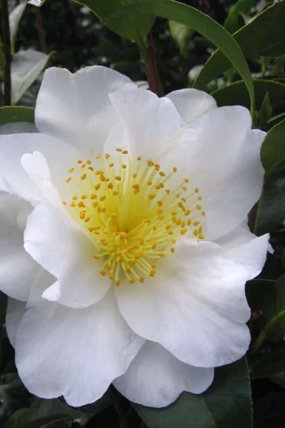 Silver Waves Camellia Japonica - 1 Gallon Pot