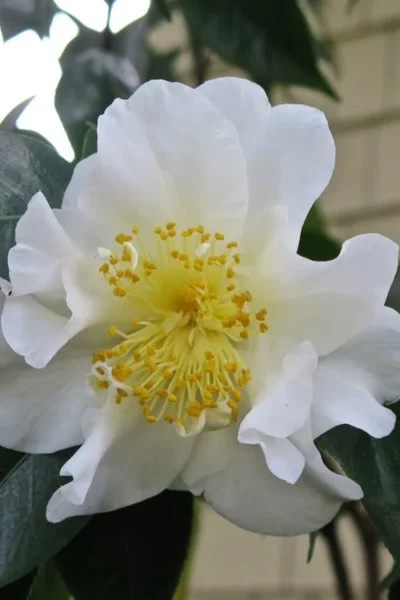 Silver Waves Camellia Japonica - 3 Gallon Pot -Chaste Tree World Camellia Silver Waves 6 1