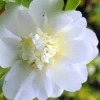 Snow Flurry Cold Hardy Camellia Hybrid - 3 Gallon Pot