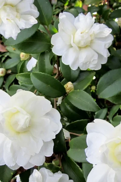 Snow Flurry Cold Hardy Camellia Hybrid - 1 Gallon Pot -Chaste Tree World Camellia Snow Flurry 6 1