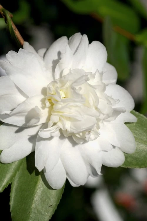 Snow Flurry Cold Hardy Camellia Hybrid - 3 Gallon Pot 5 Snow Flurry Cold Hardy Camellia Hybrid - 3 Gallon Pot - Image 5