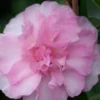 Sarrel Dwarf Camellia Sasanqua - 1 Gallon Pot