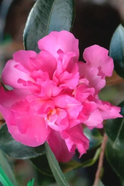 Sparkling Burgundy Camellia Sasanqua - 3 Gallon Pot -Chaste Tree World Camellia Sparkling Burgundy 21 1