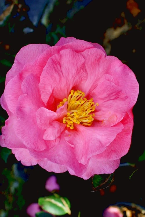 Stephanie Golden Dwarf Camellia Sasanqua - 1 Gallon Pot 5 Stephanie Golden Dwarf Camellia Sasanqua - 1 Gallon Pot - Image 5