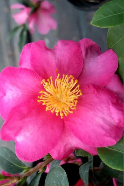 Stephanie Golden Dwarf Camellia Sasanqua - 3 Gallon Pot