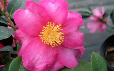 Stephanie Golden Dwarf Camellia Sasanqua - 1 Gallon Pot 8 Stephanie Golden Dwarf Camellia Sasanqua - 1 Gallon Pot -Chaste Tree World Camellia Stephanie Golden Closeup Flower