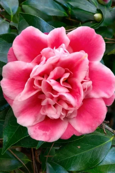 Tama Bambino Camellia Japonica - 3 Gallon Pot -Chaste Tree World Camellia Tama Bambino 1 1