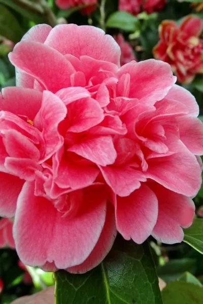 Tama Bambino Camellia Japonica - 1 Gallon Pot -Chaste Tree World Camellia Tama Bambino 10