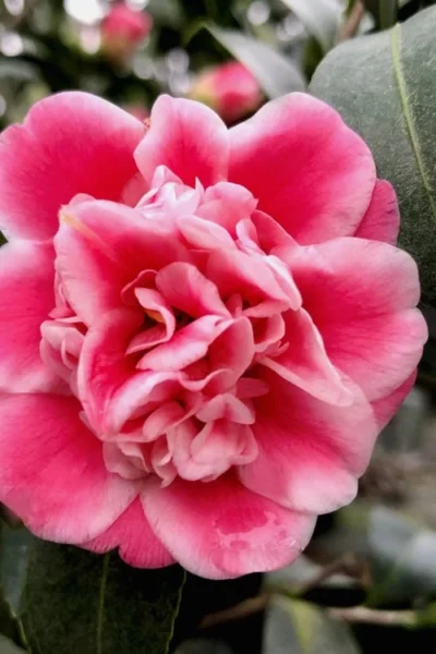 Tama Bambino Camellia Japonica - 1 Gallon Pot -Chaste Tree World Camellia Tama Bambino 11