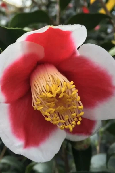 Tama No Ura Weeping Camellia Japonica - 1 Gallon Pot -Chaste Tree World Camellia Tama No Ura 1