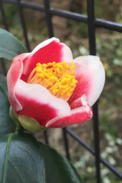 Tama No Ura Weeping Camellia Japonica - 3 Gallon Pot -Chaste Tree World Camellia Tama No Ura 4 1