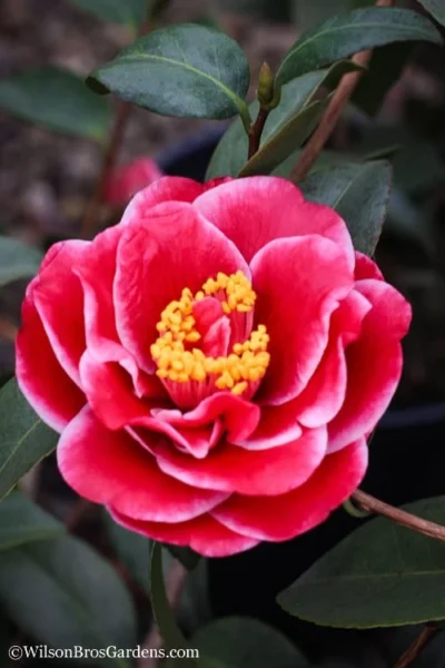 Tama Vino Camellia Japonica - 3 Gallon Pot -Chaste Tree World Camellia Tama Vinio 7