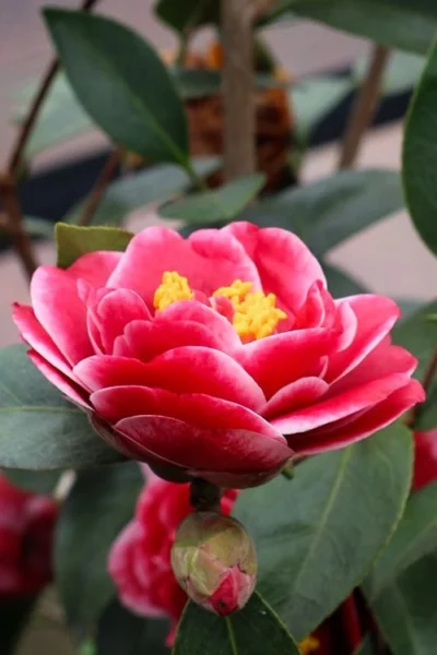 Tama Vino Camellia Japonica - 3 Gallon Pot -Chaste Tree World Camellia Tama Vinio 8