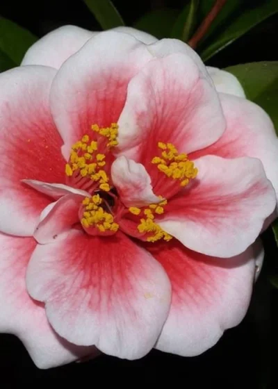 Tama Vino Camellia Japonica - 1 Gallon Pot -Chaste Tree World Camellia Tama Vino 4 1