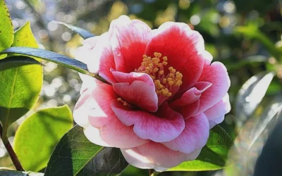 Tama Vino Camellia Japonica - 1 Gallon Pot -Chaste Tree World Camellia Tama Vino 7 1