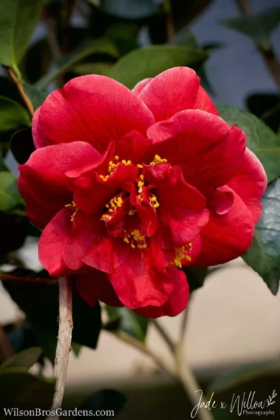 Tama Vino Camellia Japonica - 3 Gallon Pot -Chaste Tree World Camellia Tama Vino JW 1