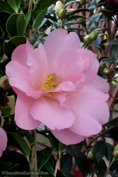 Taylors Perfection Pink Camellia Hybrid - 3 Gallon Pot -Chaste Tree World Camellia Taylors Perfection 60