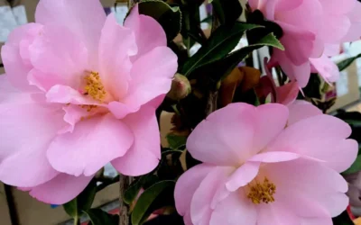 Taylors Perfection Pink Camellia Hybrid - 3 Gallon Pot -Chaste Tree World Camellia Taylors Perfection 61
