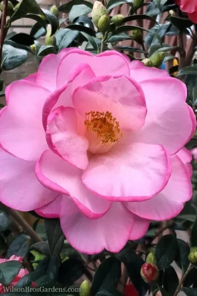 Taylors Perfection Pink Camellia Hybrid - 3 Gallon Pot -Chaste Tree World Camellia Taylors Perfection 62