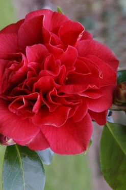 Tom Knudsen Camellia Japonica - 1 Gallon Pot