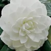 White By The Gate Camellia Japonica - 3 Gallon Pot