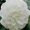 White By The Gate Camellia Japonica - 6 Pack Of 1 Gallon Pot
