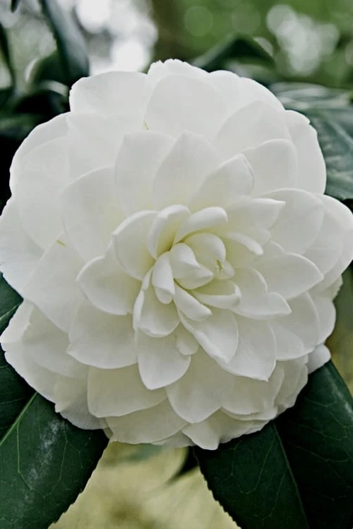 White By The Gate Camellia Japonica - 7 Gallon Pot 1 White By The Gate Camellia Japonica - 7 Gallon Pot