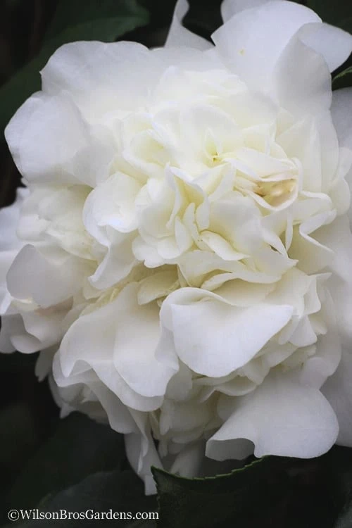 White Debutante Camellia Japonica - 3 Gallon Pot 1 White Debutante Camellia Japonica - 3 Gallon Pot