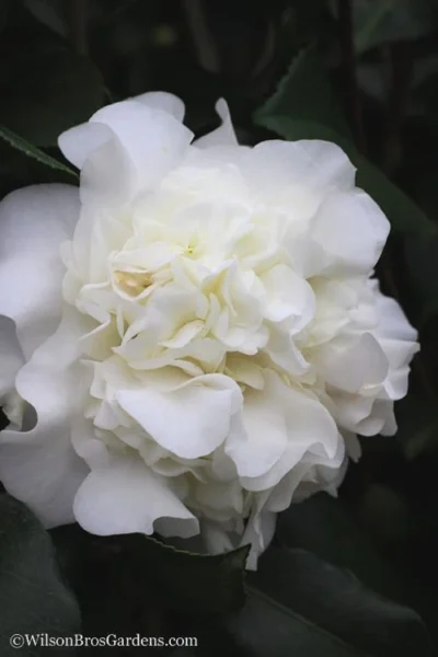 White Debutante Camellia Japonica - 3 Gallon Pot 11 White Debutante Camellia Japonica - 3 Gallon Pot -Chaste Tree World Camellia White Debutante 22
