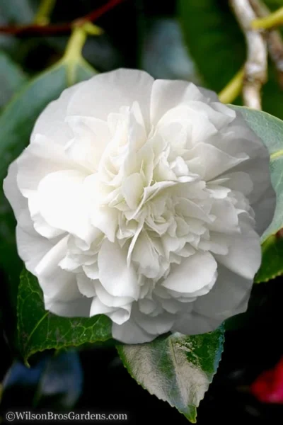 White Debutante Camellia Japonica - 3 Gallon Pot 10 White Debutante Camellia Japonica - 3 Gallon Pot -Chaste Tree World Camellia White Debutante 5