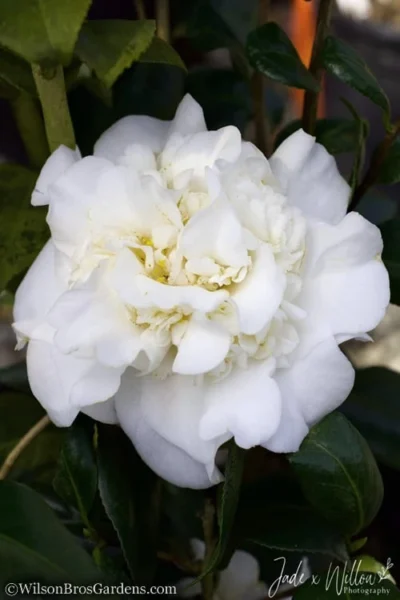 White Debutante Camellia Japonica - 3 Gallon Pot 9 White Debutante Camellia Japonica - 3 Gallon Pot -Chaste Tree World Camellia White Debutante JW 2
