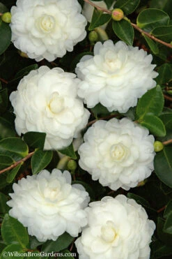 October Magic White Shishi Gashira Dwarf Camellia Sasanqua - 3 Gallon Pot