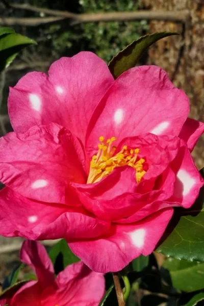 Winter's Fire Cold Hardy Camellia - 3 Gallon Pot -Chaste Tree World Camellia Winters Fire 1