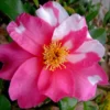 Winter's Fire Cold Hardy Camellia - 1 Gallon Pot