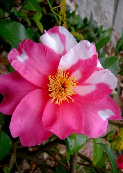 Winter's Fire Cold Hardy Camellia - 1 Gallon Pot