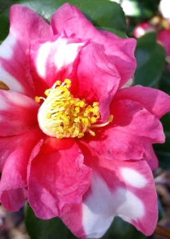 Winter's Fire Cold Hardy Camellia - 1 Gallon Pot -Chaste Tree World Camellia Winters Fire 11 1