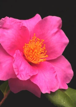 Winter's Fire Cold Hardy Camellia - 1 Gallon Pot -Chaste Tree World Camellia Winters Fire 13 1