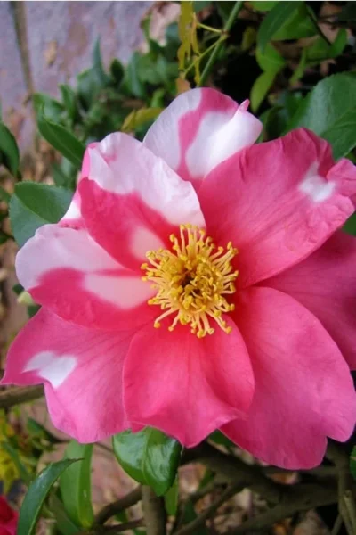 Winter's Fire Cold Hardy Camellia - 3 Gallon Pot -Chaste Tree World Camellia Winters Fire 5