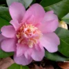Winter's Interlude Cold Hardy Pink Camellia - 1 Gallon Pot