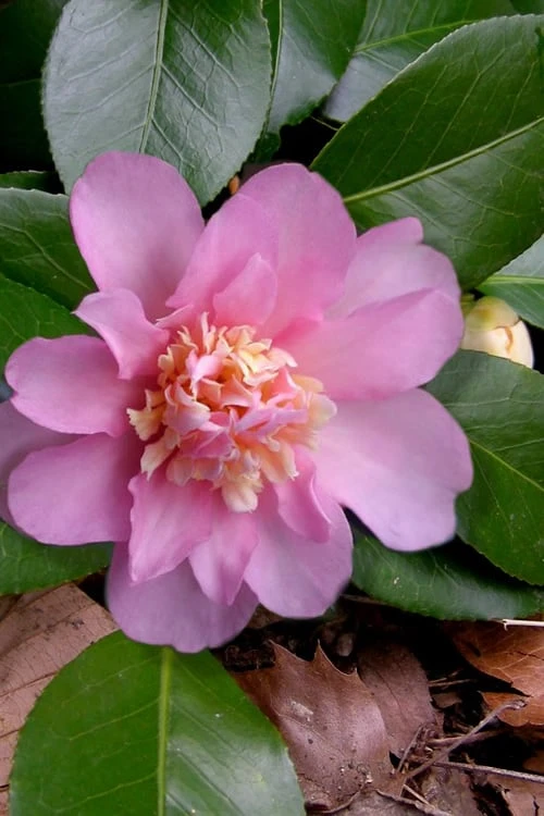 Winter's Interlude Cold Hardy Pink Camellia - 1 Gallon Pot 1 Winter's Interlude Cold Hardy Pink Camellia - 1 Gallon Pot