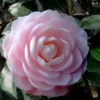 Winter's Rose Cold Hardy Dwarf Camellia - 2 Gallon Pot