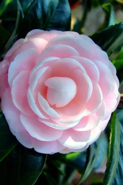Winter's Rose Cold Hardy Dwarf Camellia - 2 Gallon Pot -Chaste Tree World Camellia Winters Rose 6 1