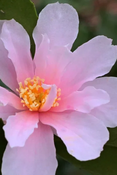 Winter's Toughie Cold Hardy Camellia - 1 Gallon Pot 9 Winter's Toughie Cold Hardy Camellia - 1 Gallon Pot -Chaste Tree World Camellia Winters Toughie 3