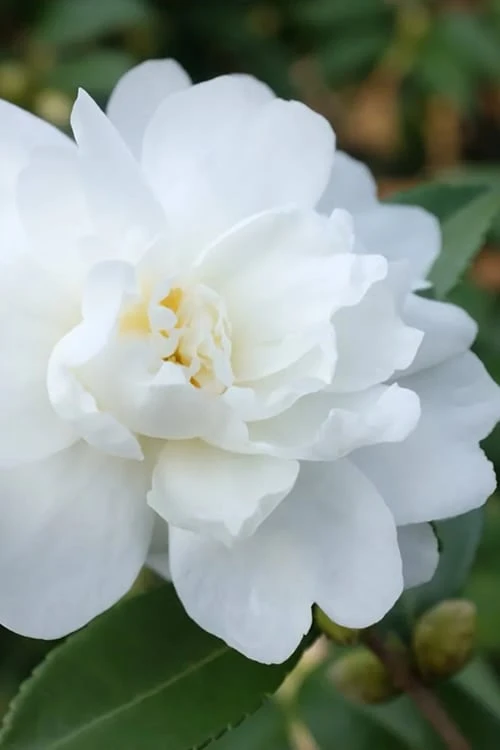 Winter's Waterlily Cold Hardy Camellia - 1 Gallon Pot 1 Winter's Waterlily Cold Hardy Camellia - 1 Gallon Pot