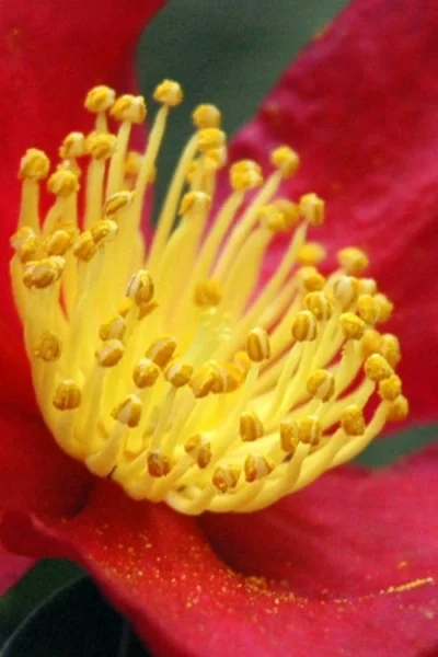 Yuletide Camellia Sasanqua - 1 Gallon Pot -Chaste Tree World Camellia Yuletide 30 2