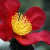 Yuletide Camellia Sasanqua - 6 Pack Of 1 Gallon Pots