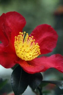 Yuletide Camellia Sasanqua - 3 Gallon Pot