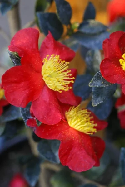 Yuletide Camellia Sasanqua - 7 Gallon Pot (3-4') -Chaste Tree World Camellia Yuletide 32 1